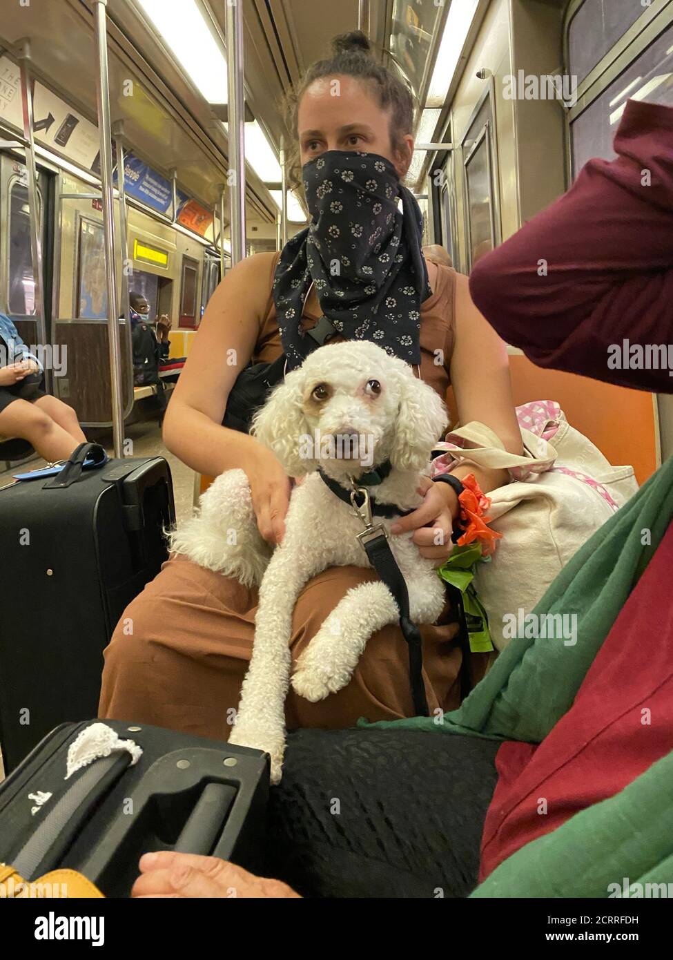 Emotional Support Dog High Resolution Stock Photography And Images Alamy