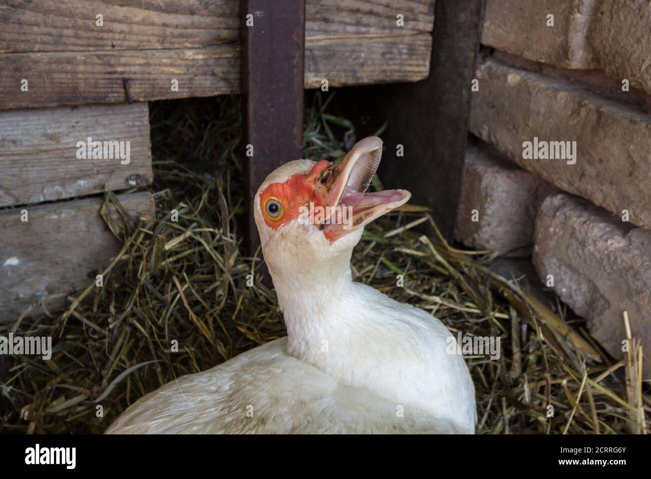 Close up on the head of an angry duck, a domesticated muscovy duck, also called Cairina Moschata, showing its teeth and tongue to deter people from ap Stock Photo