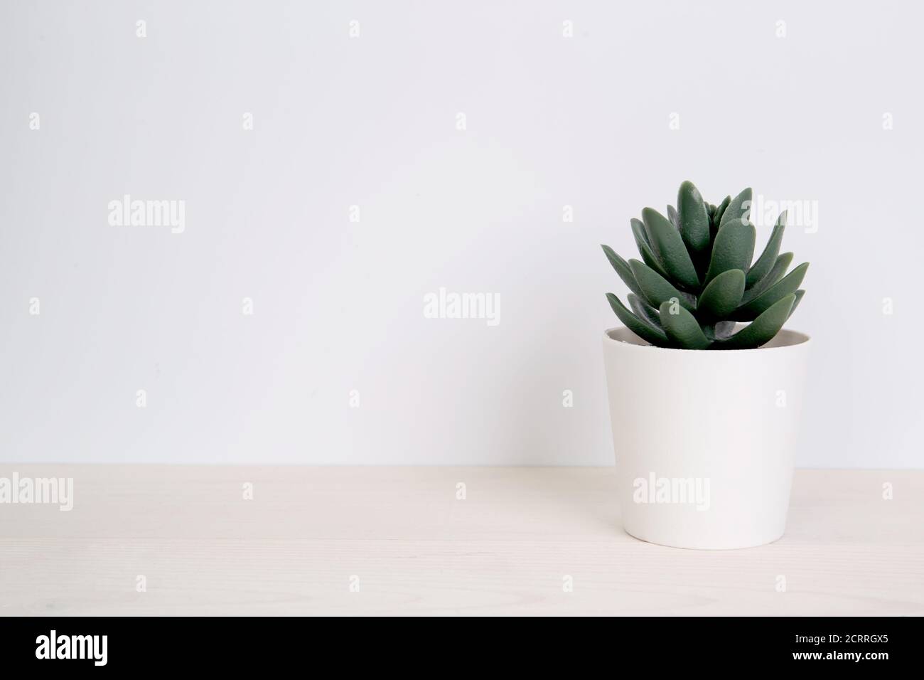 Mini plant succulent on wooden white desk, little plant and leaf in potted  on table, copy space, nobody, tree in pot for decoration in home, texture b  Stock Photo - Alamy