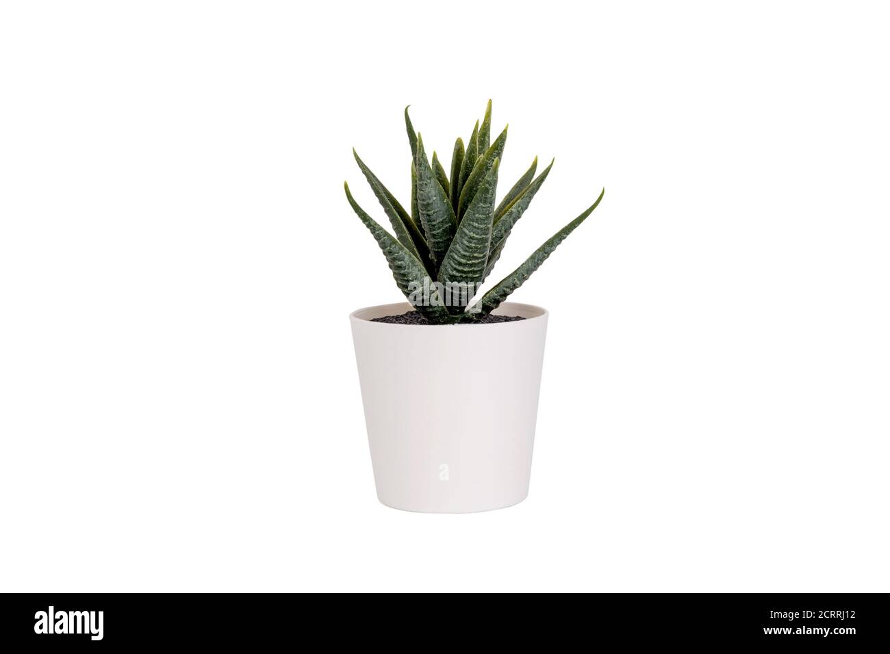 Beautiful artificial green grass in pots ceramic isolated on white background, plastic tree and