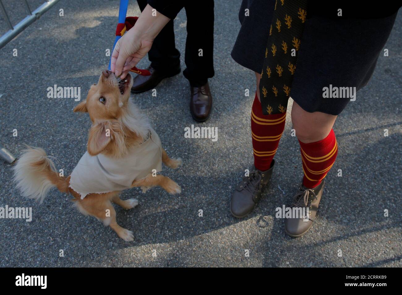 Dobby Harry Potter High Resolution Stock Photography and Images Alamy