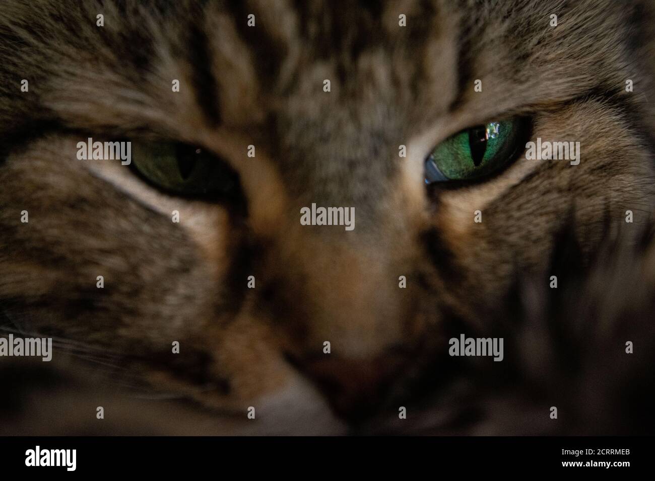 Cat close-ups Stock Photo