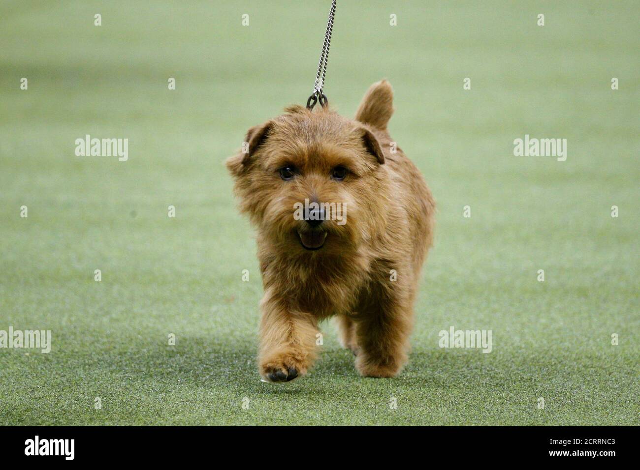 Show Dog Ring Terrier High Resolution Stock Photography And Images Alamy