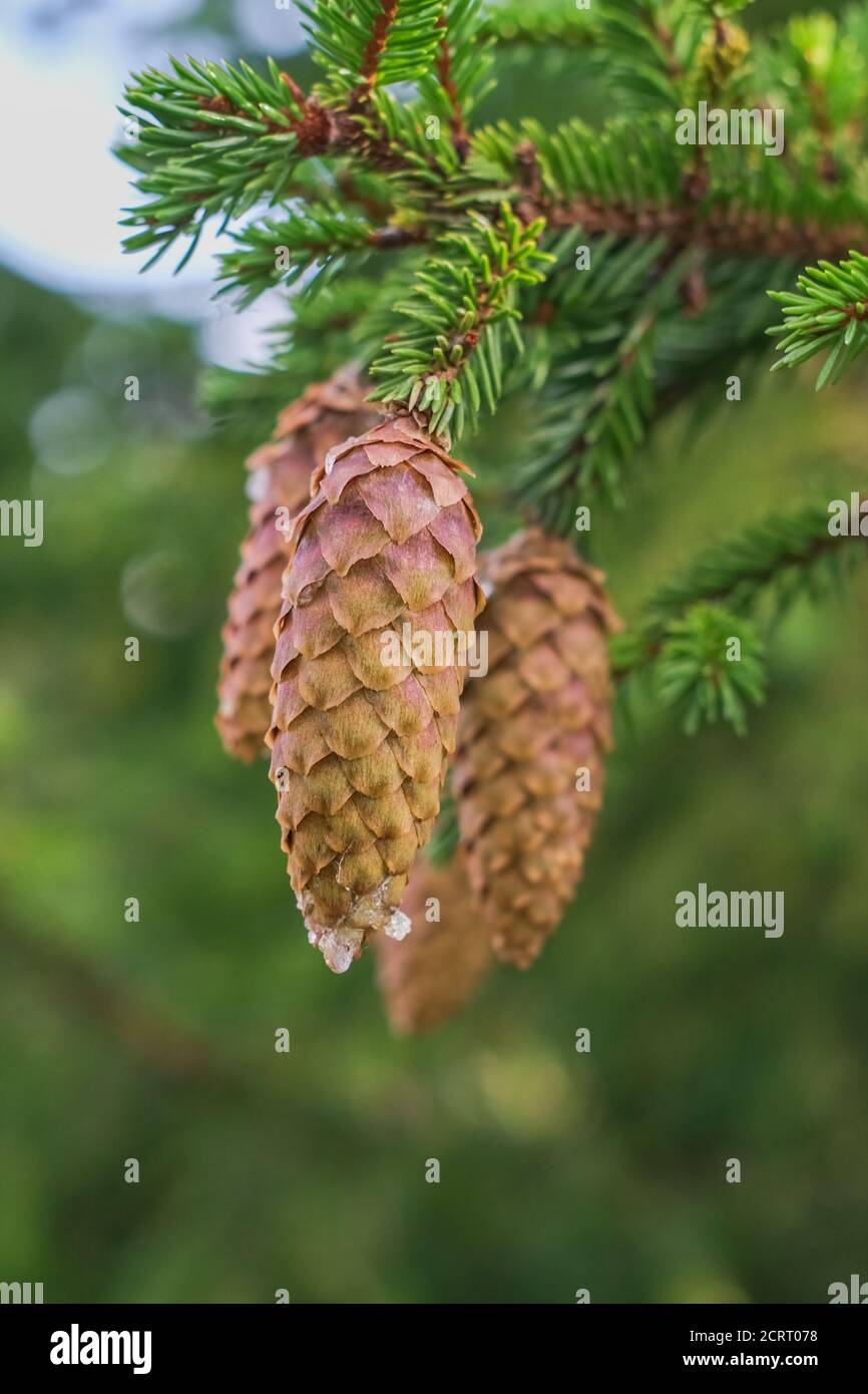 Picea abies or the Norway spruce branches with long cones with traces of leaking white resin on green blurred background Stock Photo