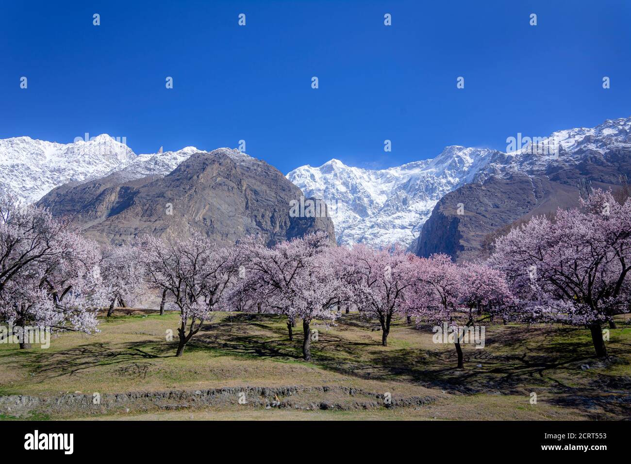 land scape photography od spring , cherry blossom and apricot blossom ...