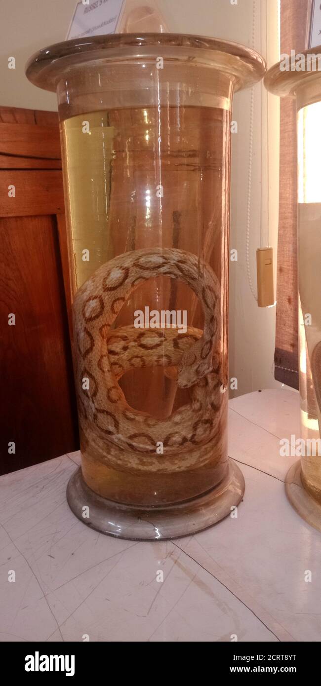 DISTRICT JABALPUR, INDIA - OCTOBER 17, 2019: Ancient snake water jar presented at Zoological survey of india museum. Stock Photo