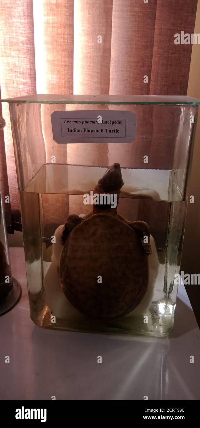 DISTRICT JABALPUR, INDIA - OCTOBER 17, 2019: indian flapshell turtle presented on water jar at Zoological survey of india museum. Stock Photo