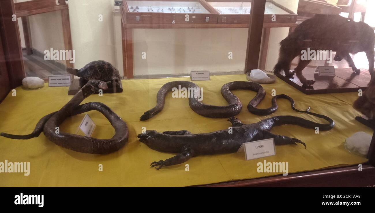 DISTRICT JABALPUR, INDIA - OCTOBER 17, 2019: Creeping creatures presented at Zoological survey of india museum. Stock Photo