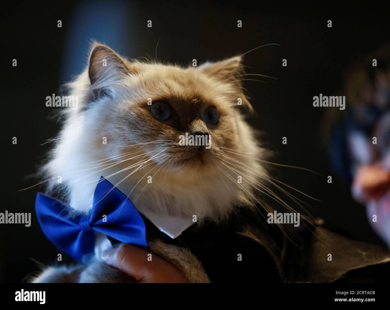 A Ragdoll cat dressed in a fancy dress costume is carried by its owner  during the 73rd International Cat Shows organised by the Malta Feline  Guardians Club at SmartCity Malta outside Kalkara,