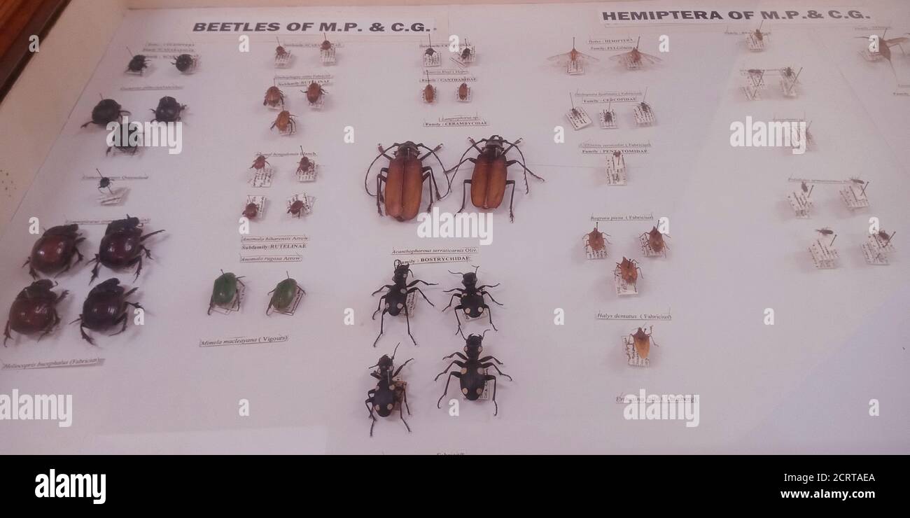 DISTRICT JABALPUR, INDIA - OCTOBER 17, 2019: Ancient Beetles presented at Zoological survey of india museum. Stock Photo