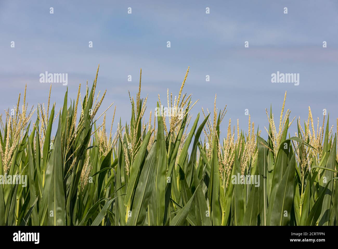 cornfield with corn tassels during summer growing season. Concept of agriculture, agriscience, agribusiness and agronomy Stock Photo