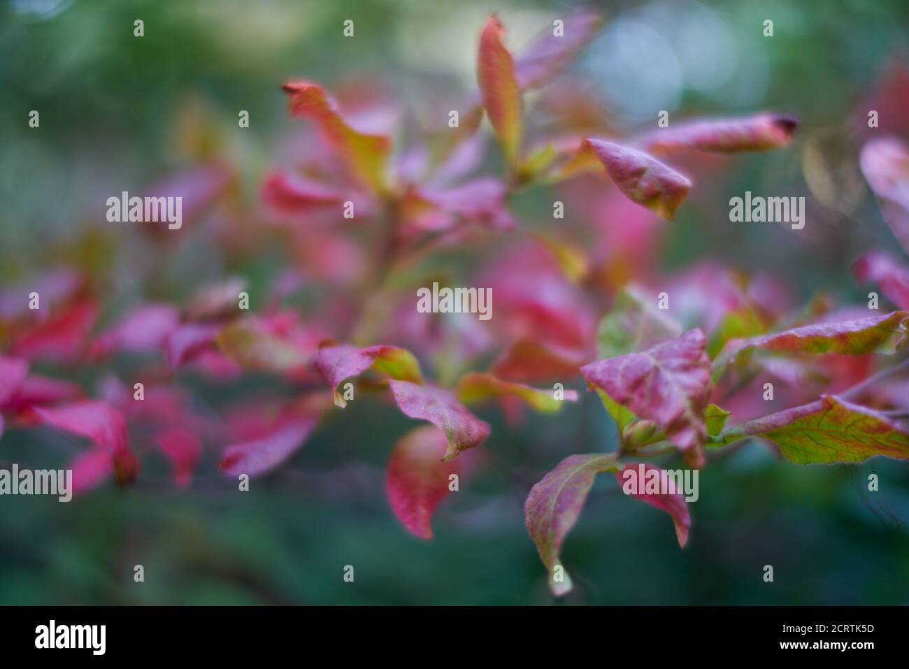 Azalea leaves turning red in autumn rhododendron Stock Photo Alamy