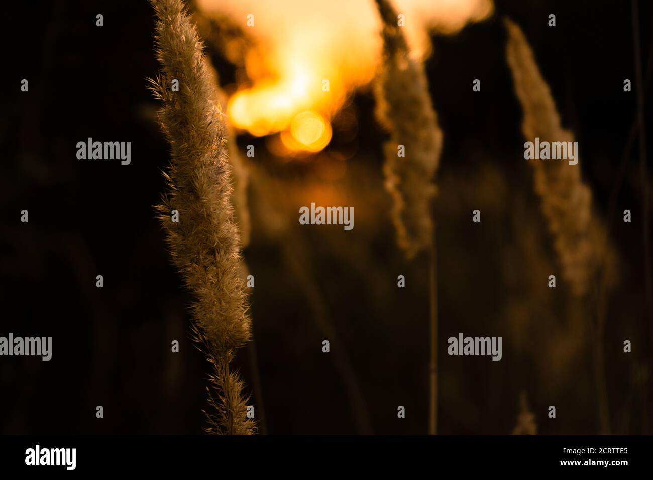 Grass with sunset hi-res stock photography and images - Alamy