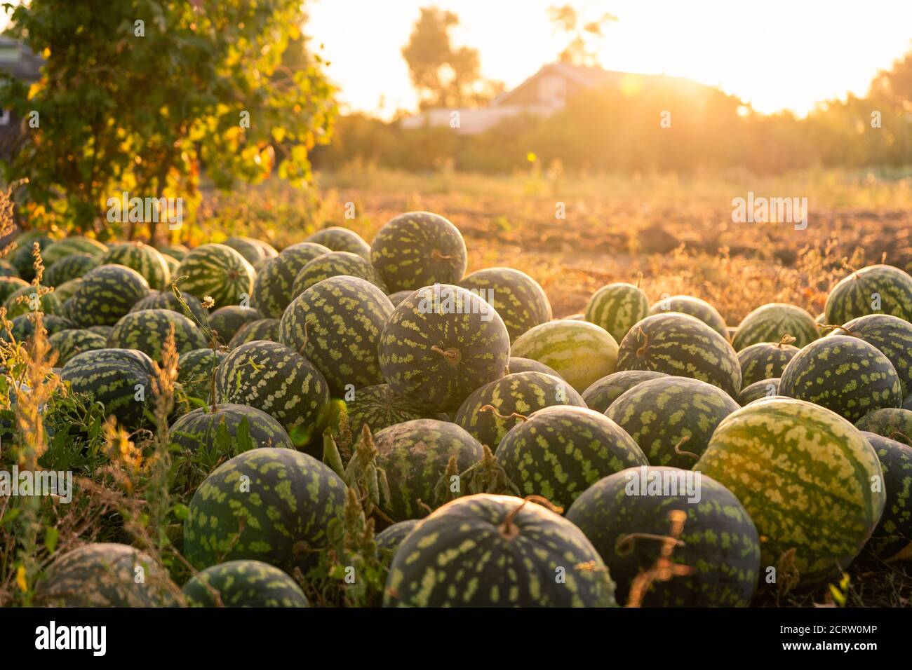 A pile of watermelons in the field at sunset Stock Photo