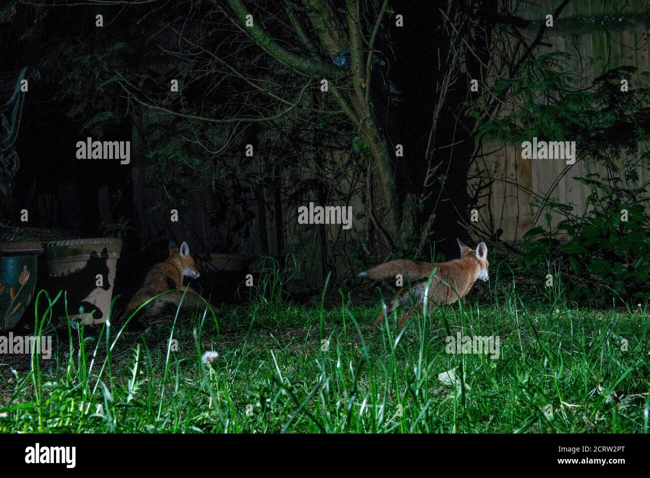 Foxes at night two cubs running away and shadow of a third cub on flowerpot Stock Photo