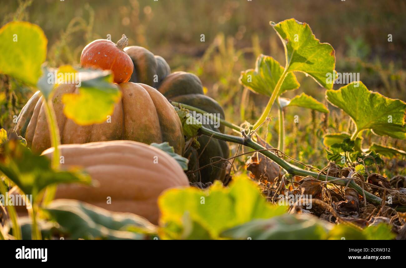 Pumpkins on an agricultural field at sunset Stock Photo - Alamy