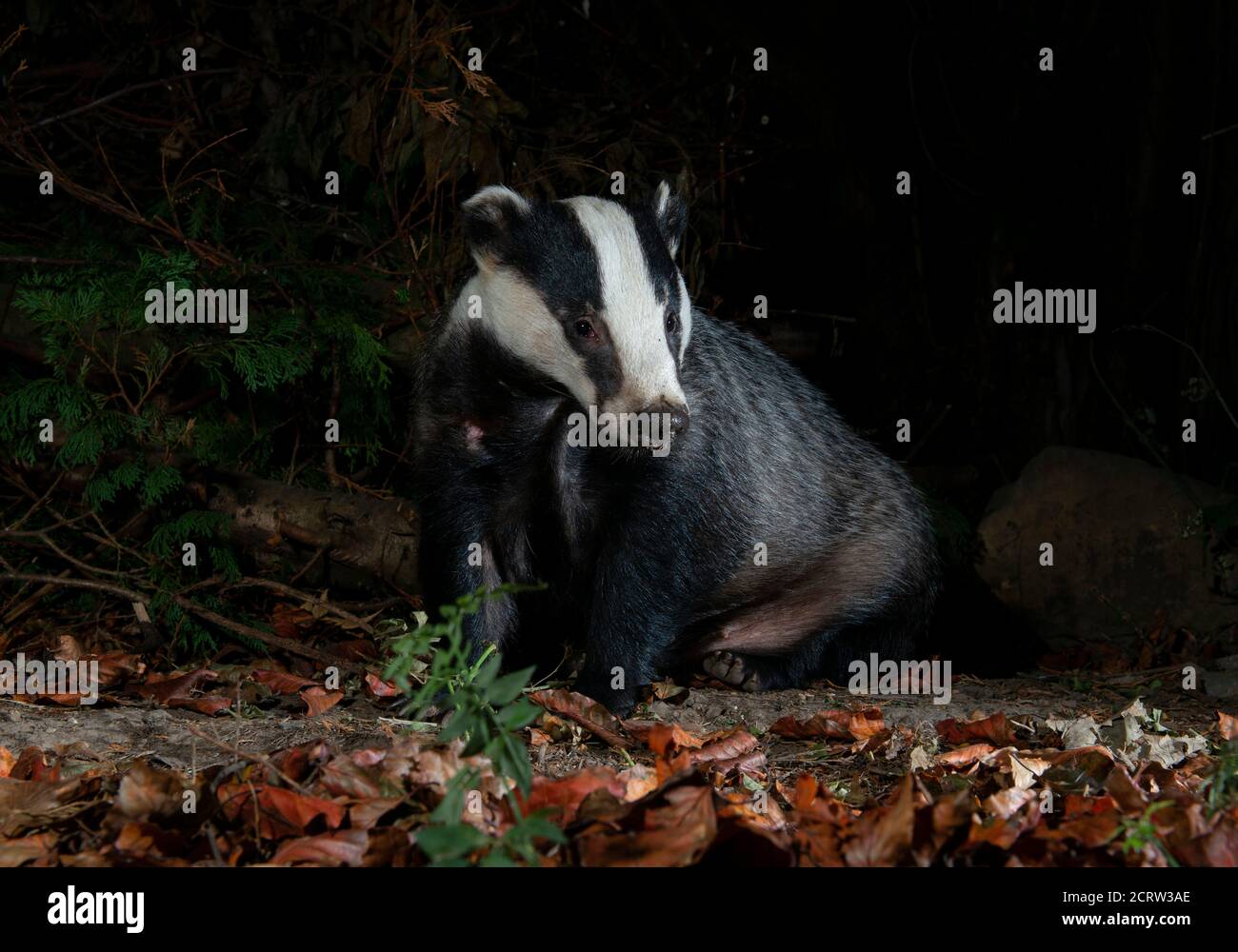 Badger sitting on ground among dead leaves at night looking forwards Stock Photo