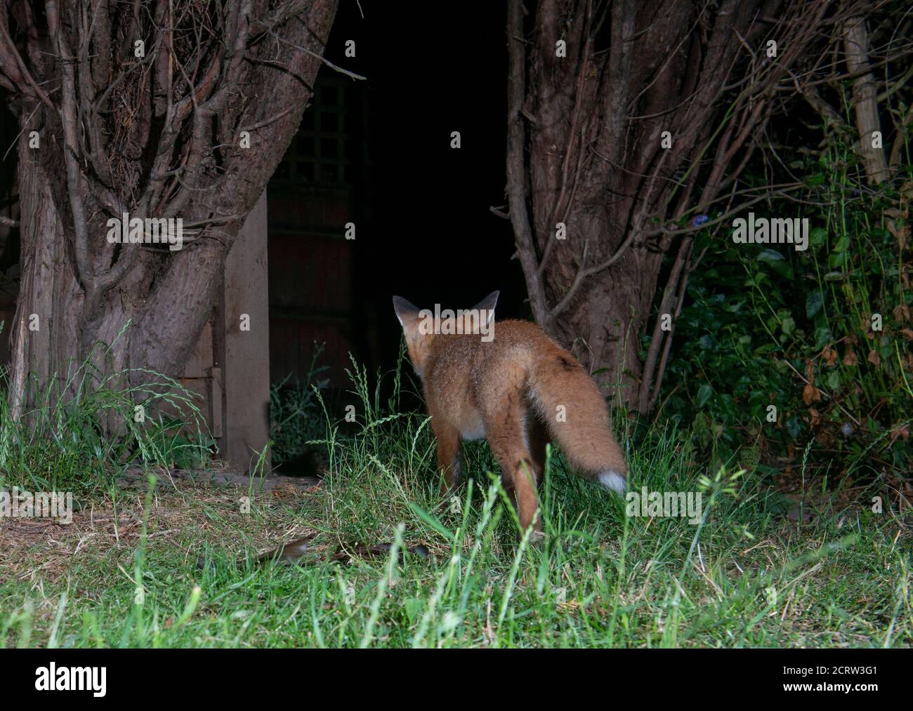 Fox at night walking away from camera into darkness between trees Stock Photo