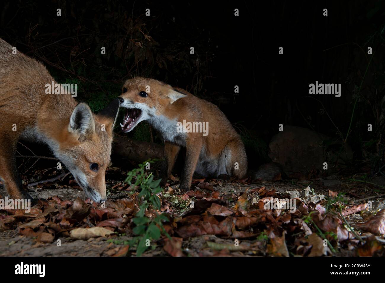 Foxes at night one eating and one with mouth open protesting Stock Photo
