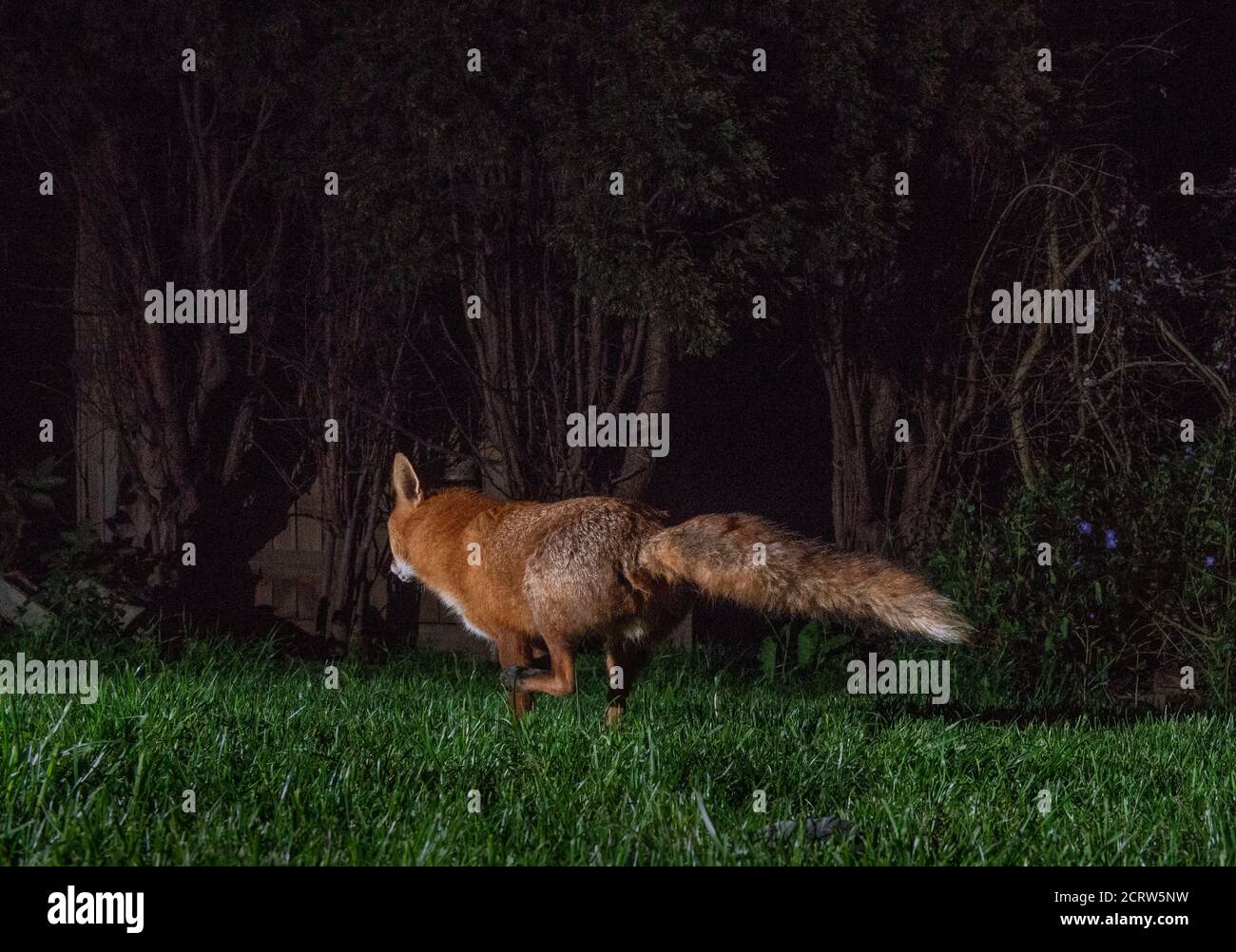 Fox at night running away at speed tail streaming behind Stock Photo