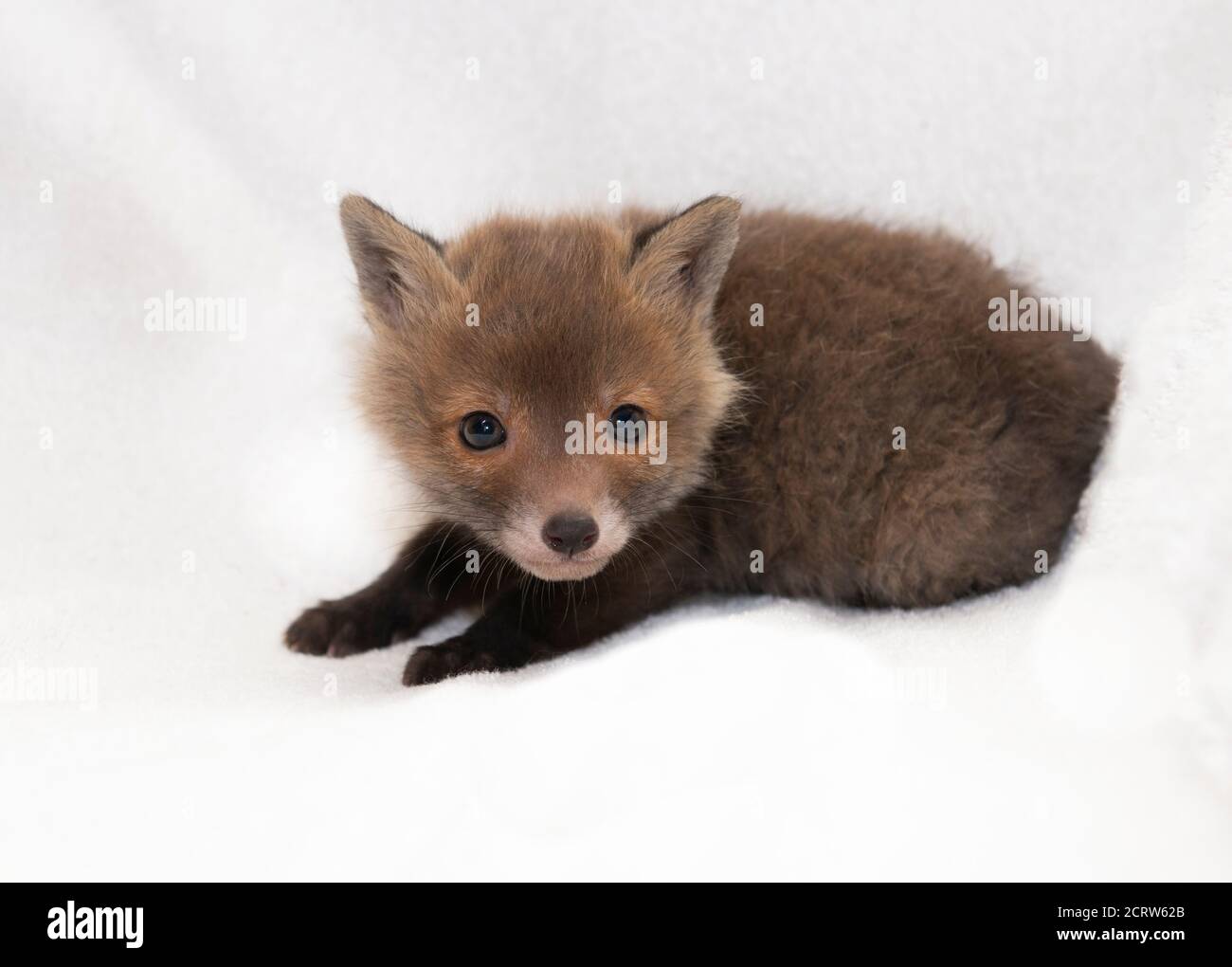 Fox cub, month old baby, lying on a white blanket Stock Photo