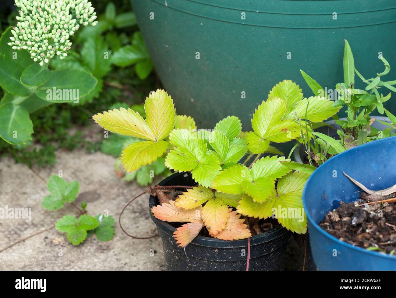 Young strawberry plant in a pot, late summer, yellowing leaves Stock