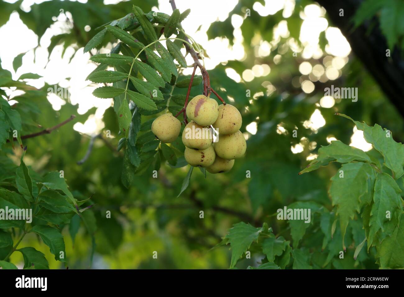The fruits of the Sorbus domestica ripen of the tree Stock Photo
