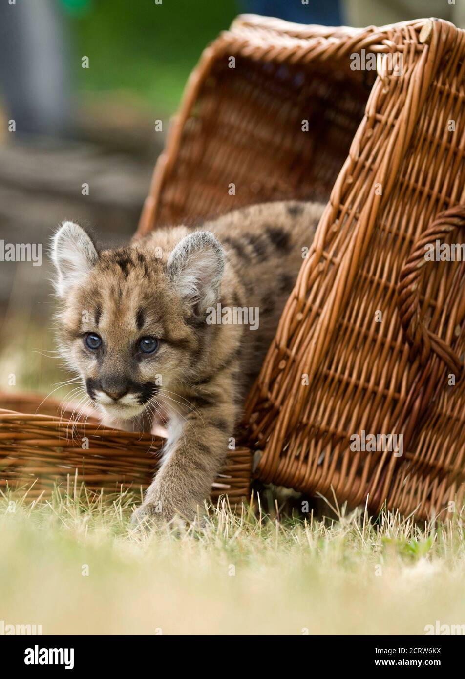 puma germany website