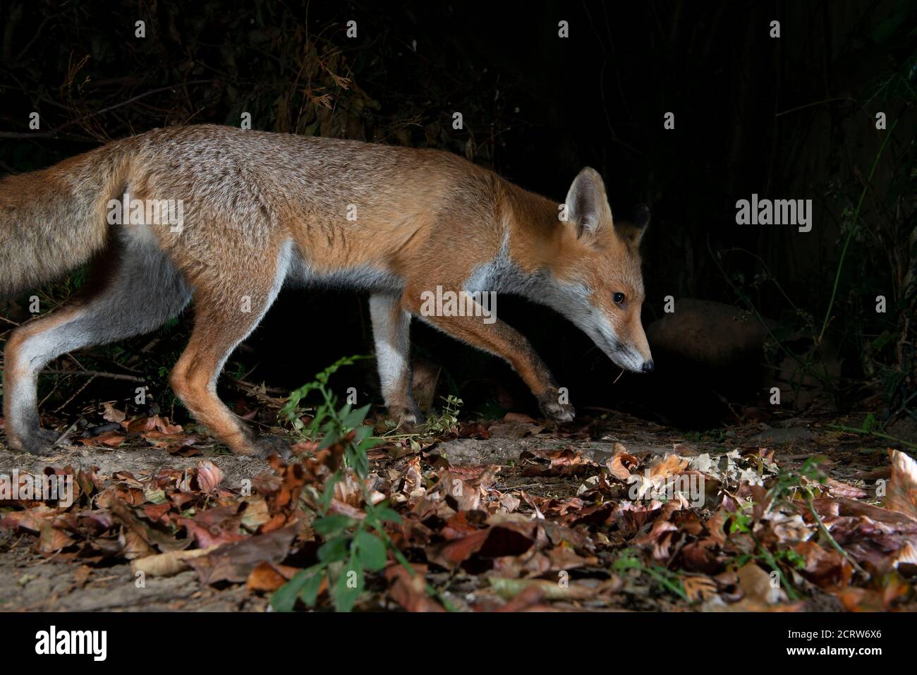 Baby orphaned Fox cub on white blanket close up Stock Photo