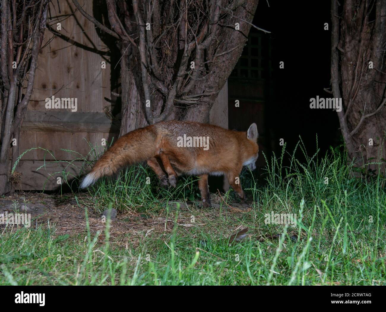 Fox running away between trees with both back legs in the air Stock Photo