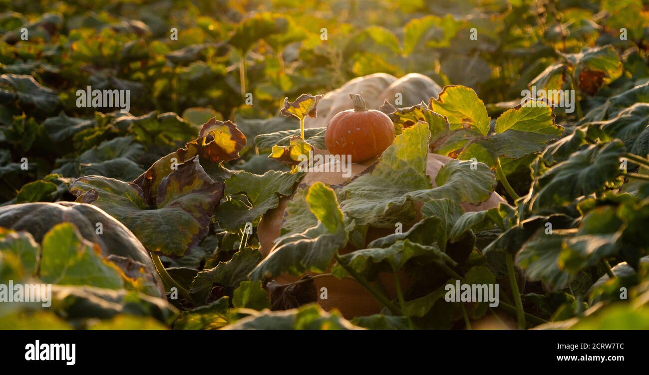 Pumpkins on an agricultural field at sunset Stock Photo - Alamy
