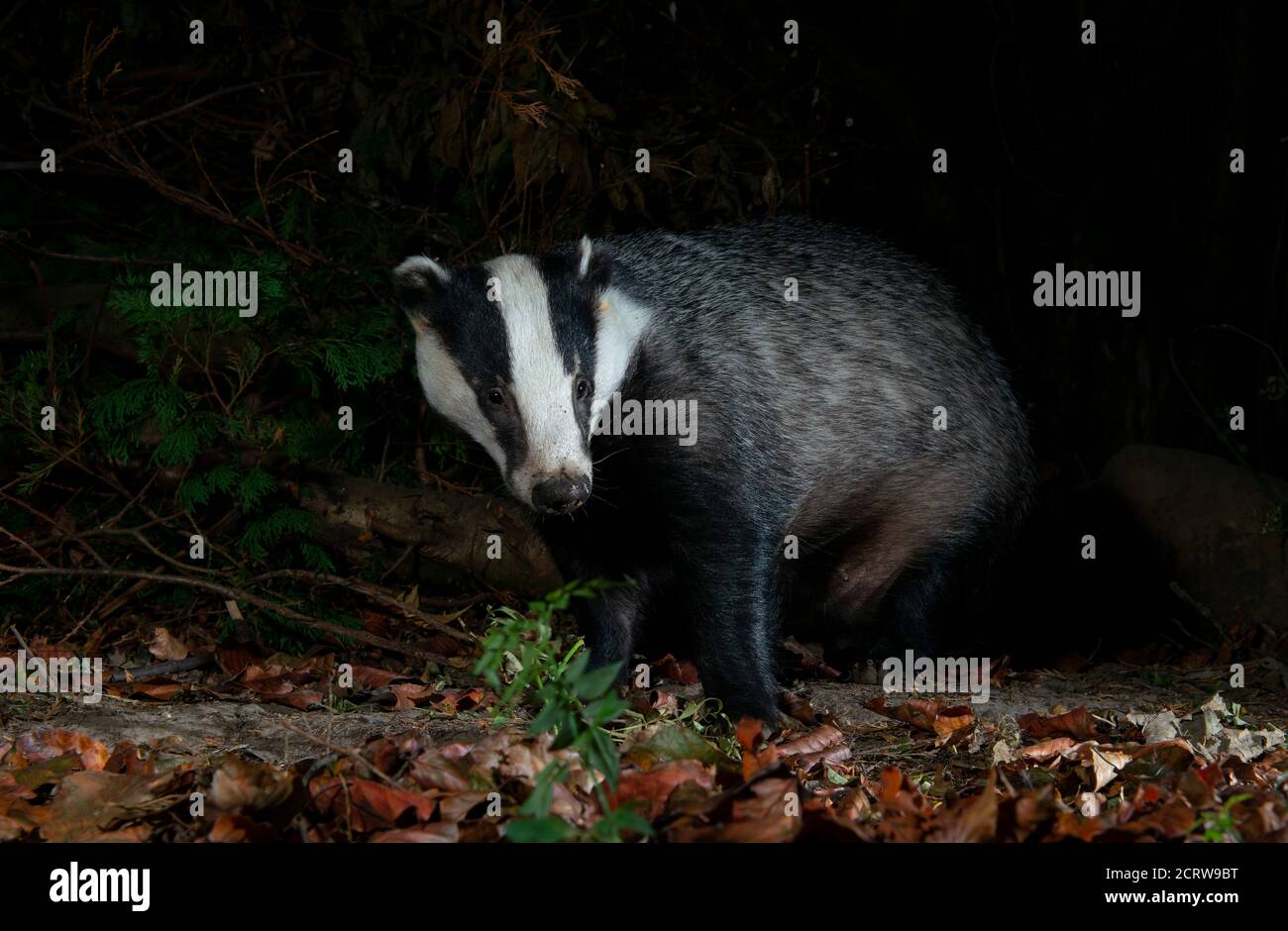 Badger sitting facing forwards looking slightly to the right Stock Photo