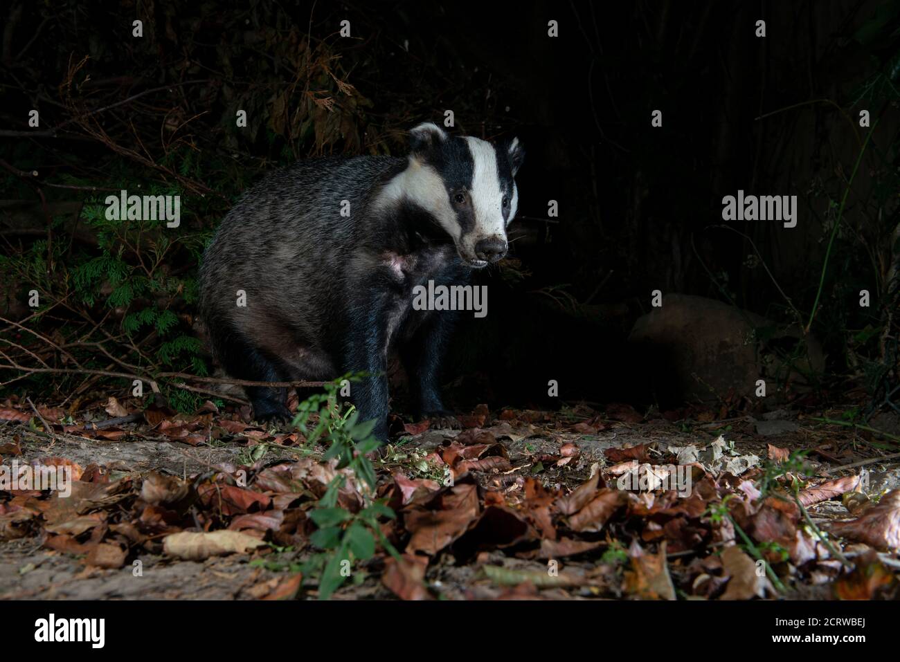 Badger at night sitting in dead leaves head facing forwards slightly turned to the right Stock Photo