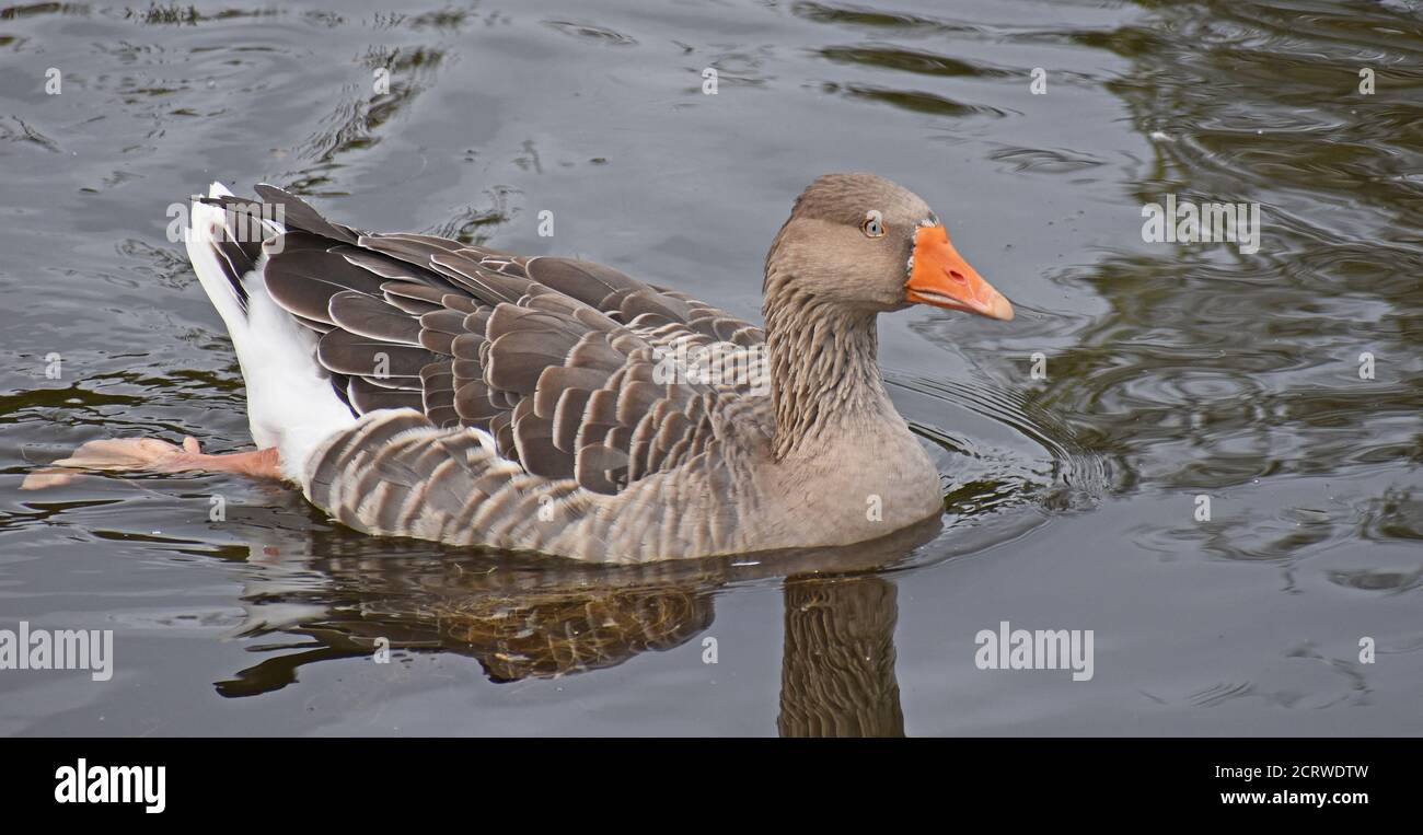 Greylag Goose on Farmyard Pond Stock Photo