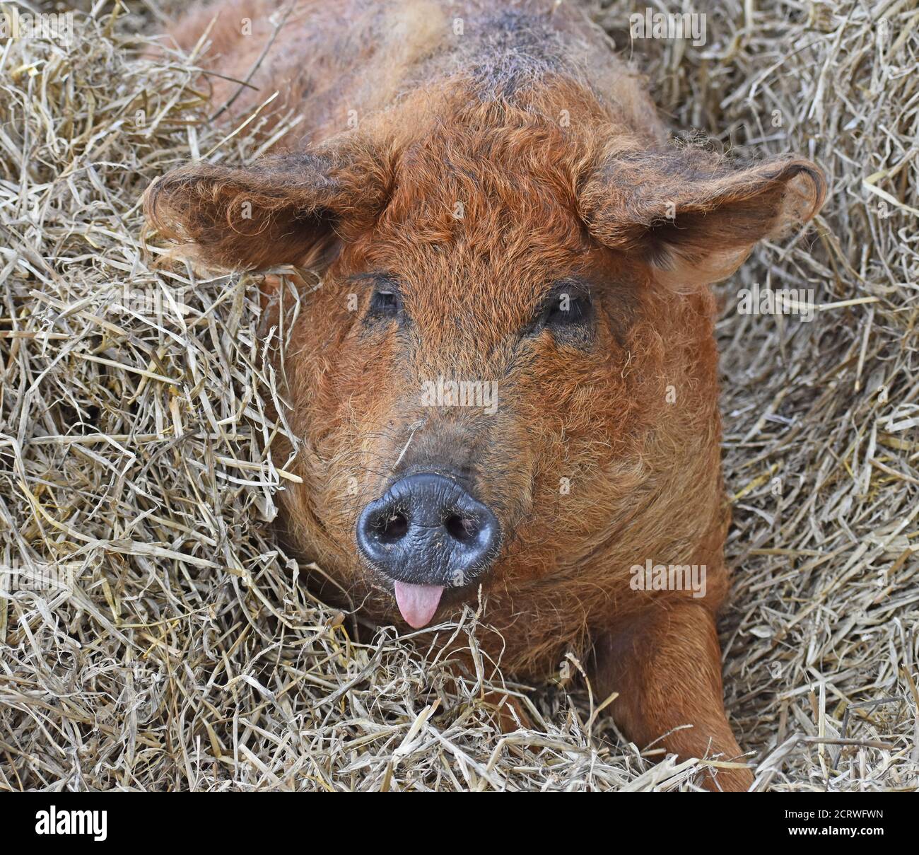 Mangalitsa Pig on Straw in Barn Stock Photo