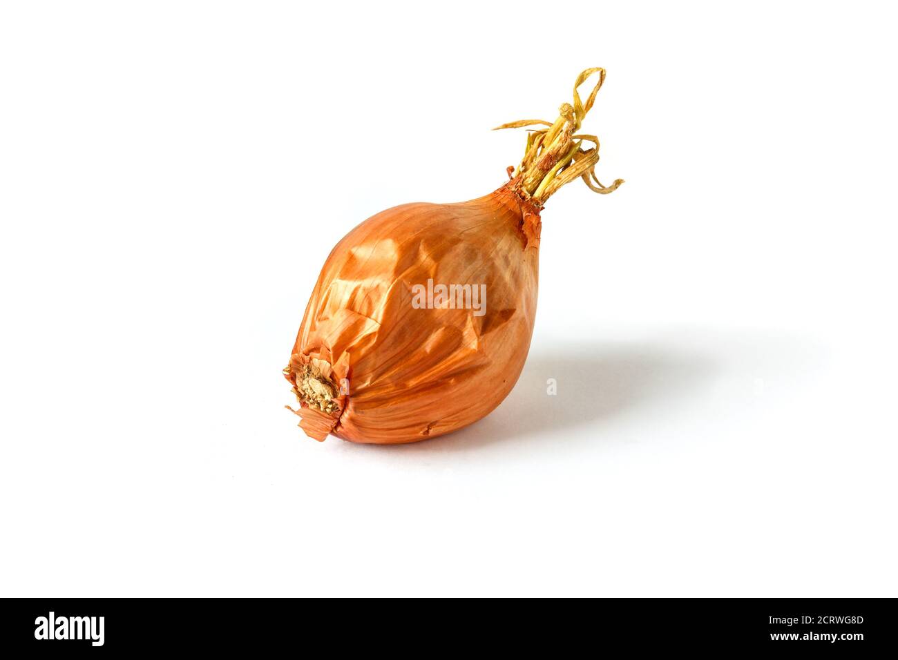 Dried onion on a white background. Old onion. Stock Photo