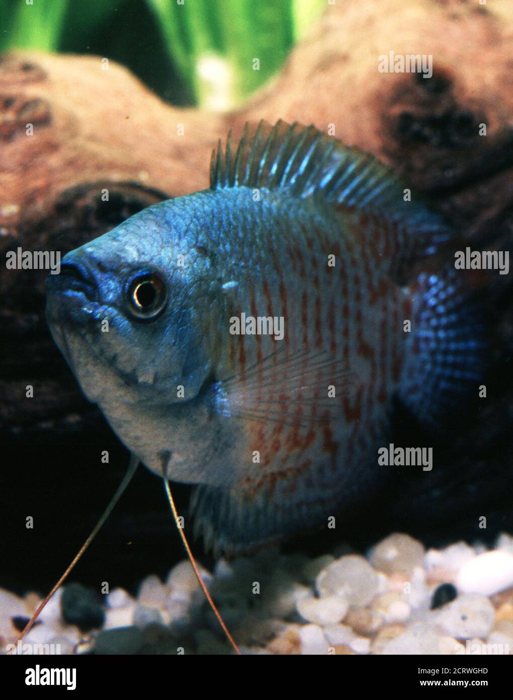 Blue dwarf gourami (male), Trichogaster lalius Stock Photo