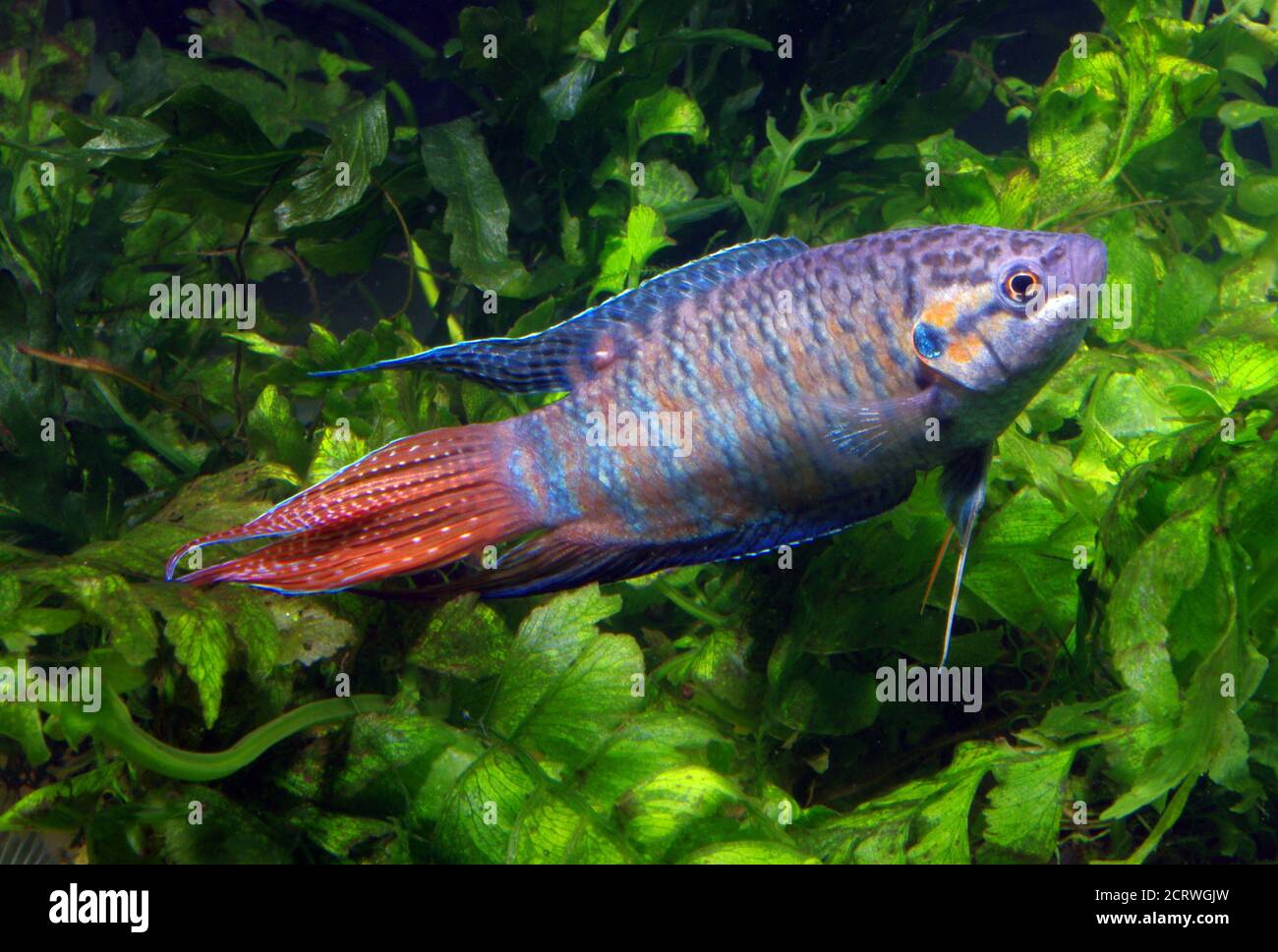 Male Paradise fish, Macropodus opercularis Stock Photo