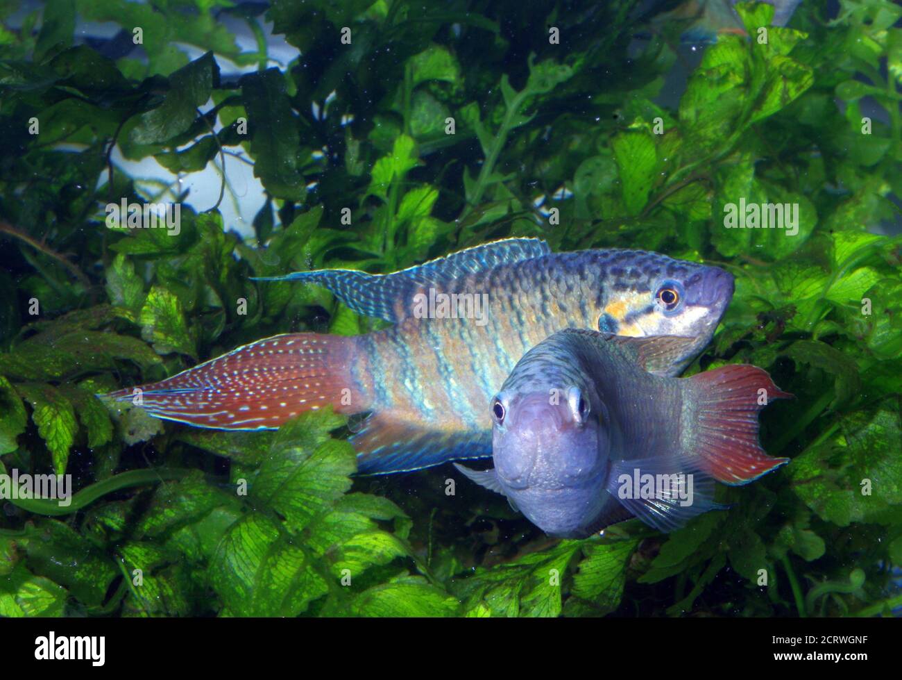 Pair of Paradise fish, Macropodus opercularis Stock Photo