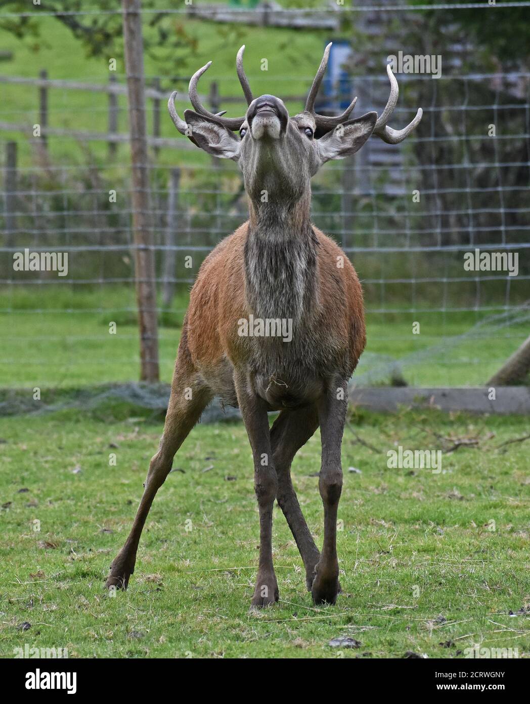 Scottish Red Deer Stag, Roaring and Rutting in Field Stock Photo