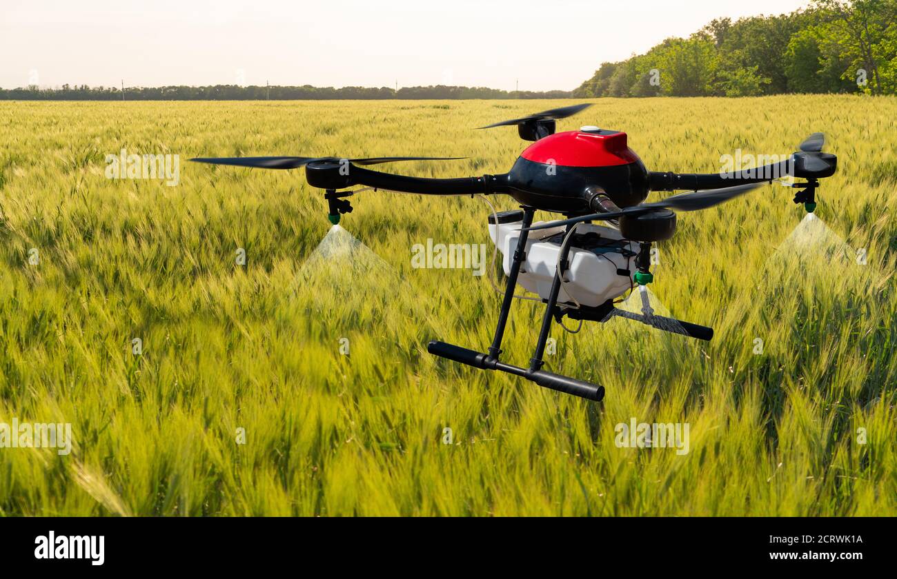 Agricultural drone flies over the corn field. Smart farming and precision agriculture Stock