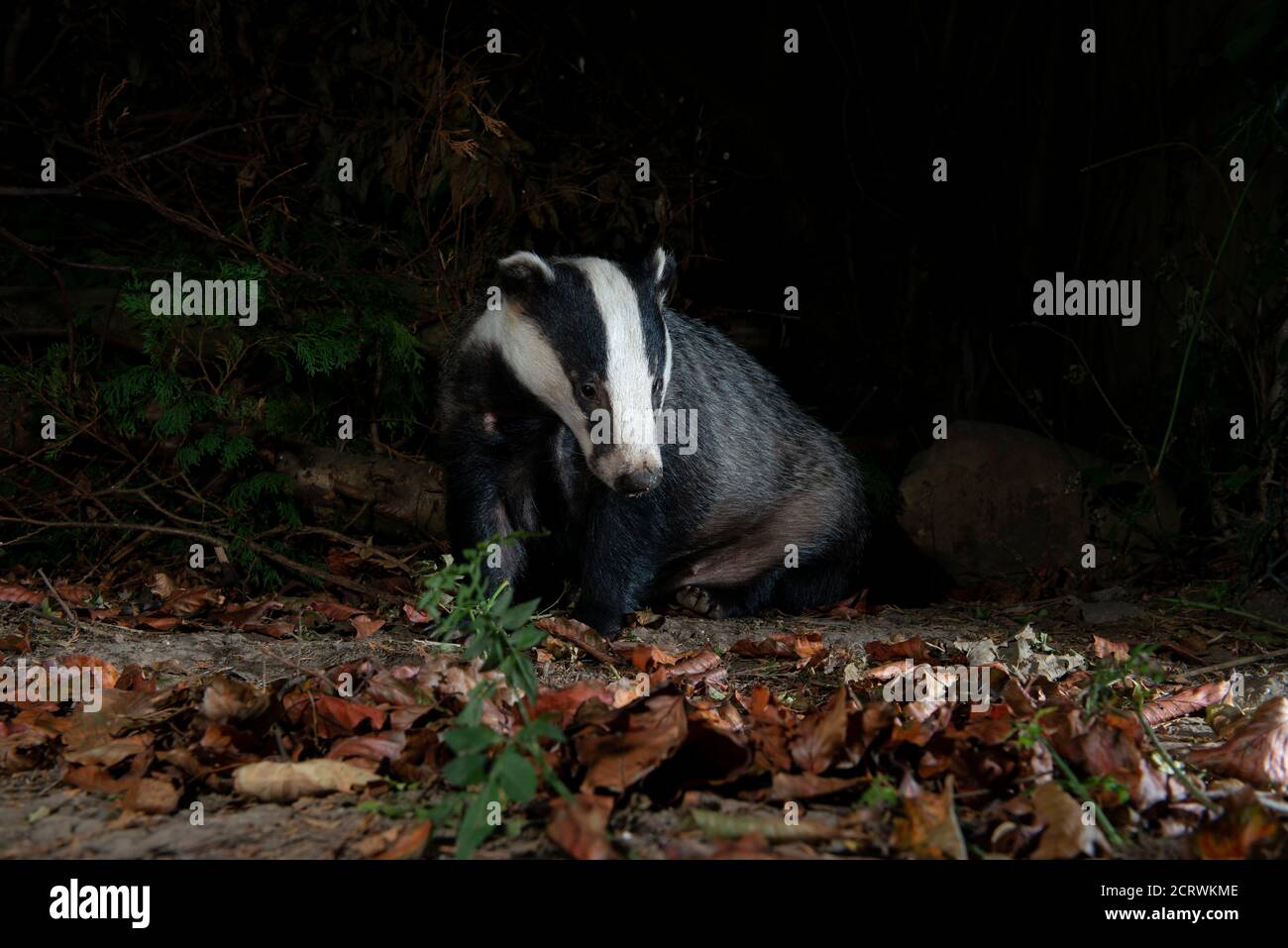 Badger at night sitting in dead leaves with bushes behind looking forwards Stock Photo