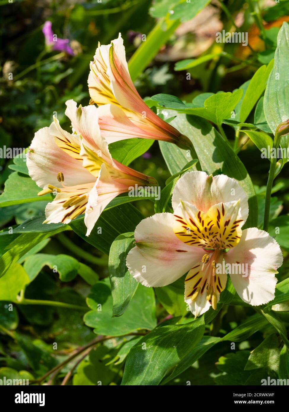 Elegant yellow and brown throated white blooms of the hardy perennial Peruvian lily hybrid, Alstroemeria 'Selina' Stock Photo