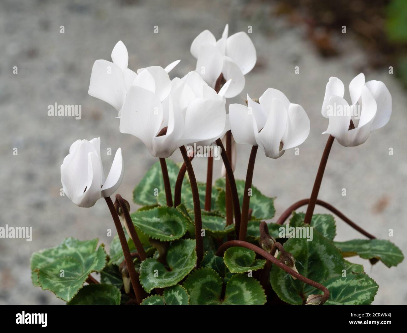Half hardy white hybrid of the autumn to winter flowering Cyclamen persicum Stock Photo
