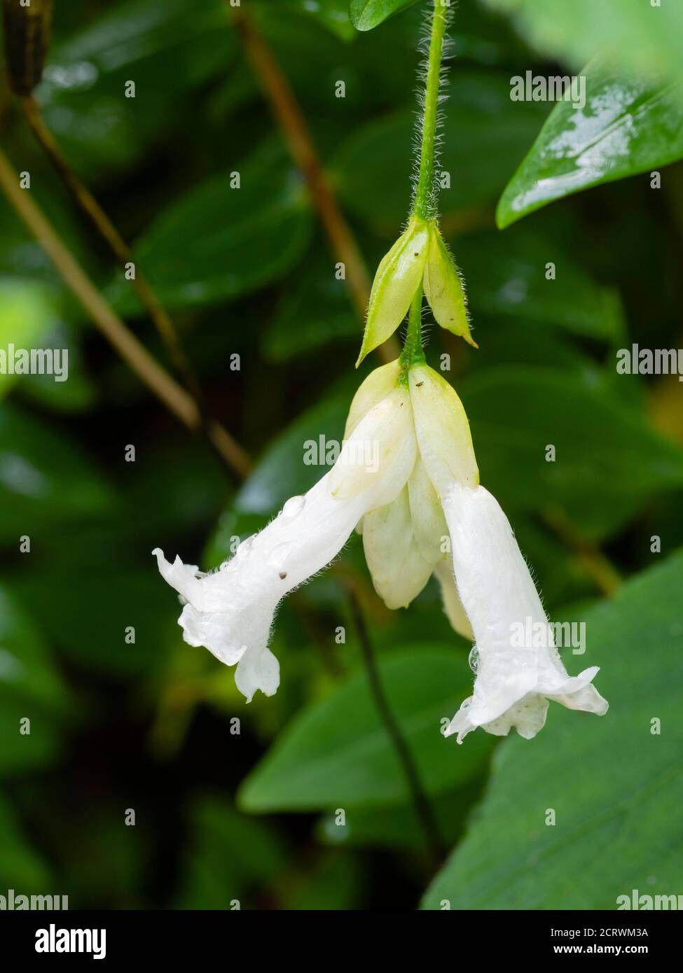 Pure white tubular flowers of the late summer to autumn blooming hardy perennial, Strobilanthes nutans Stock Photo