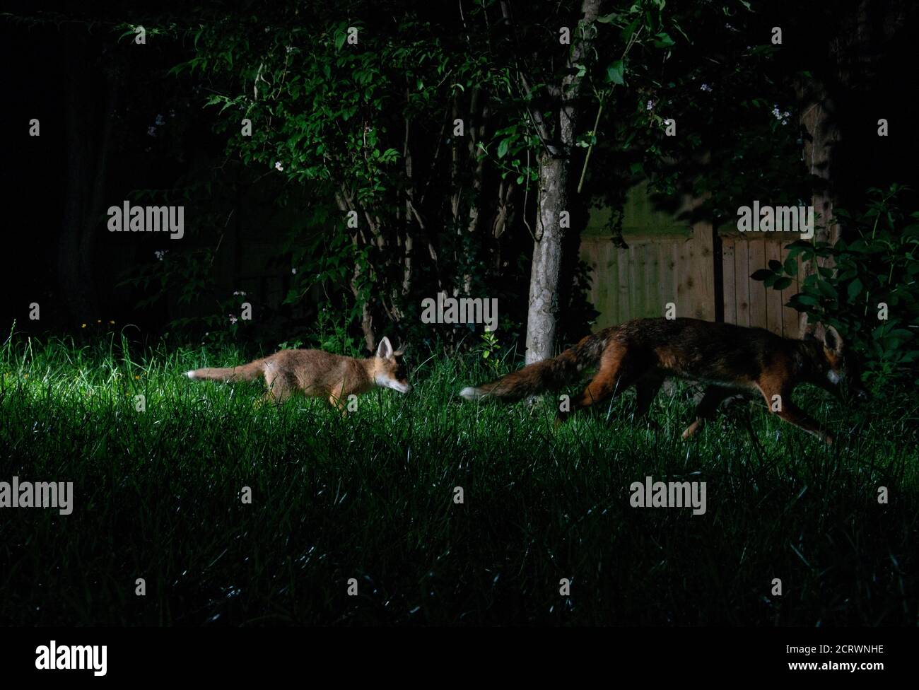 Foxes at night running down a lit pathway male fox in front and small cub running behind following, with fence and trees behind and grass foreground Stock Photo