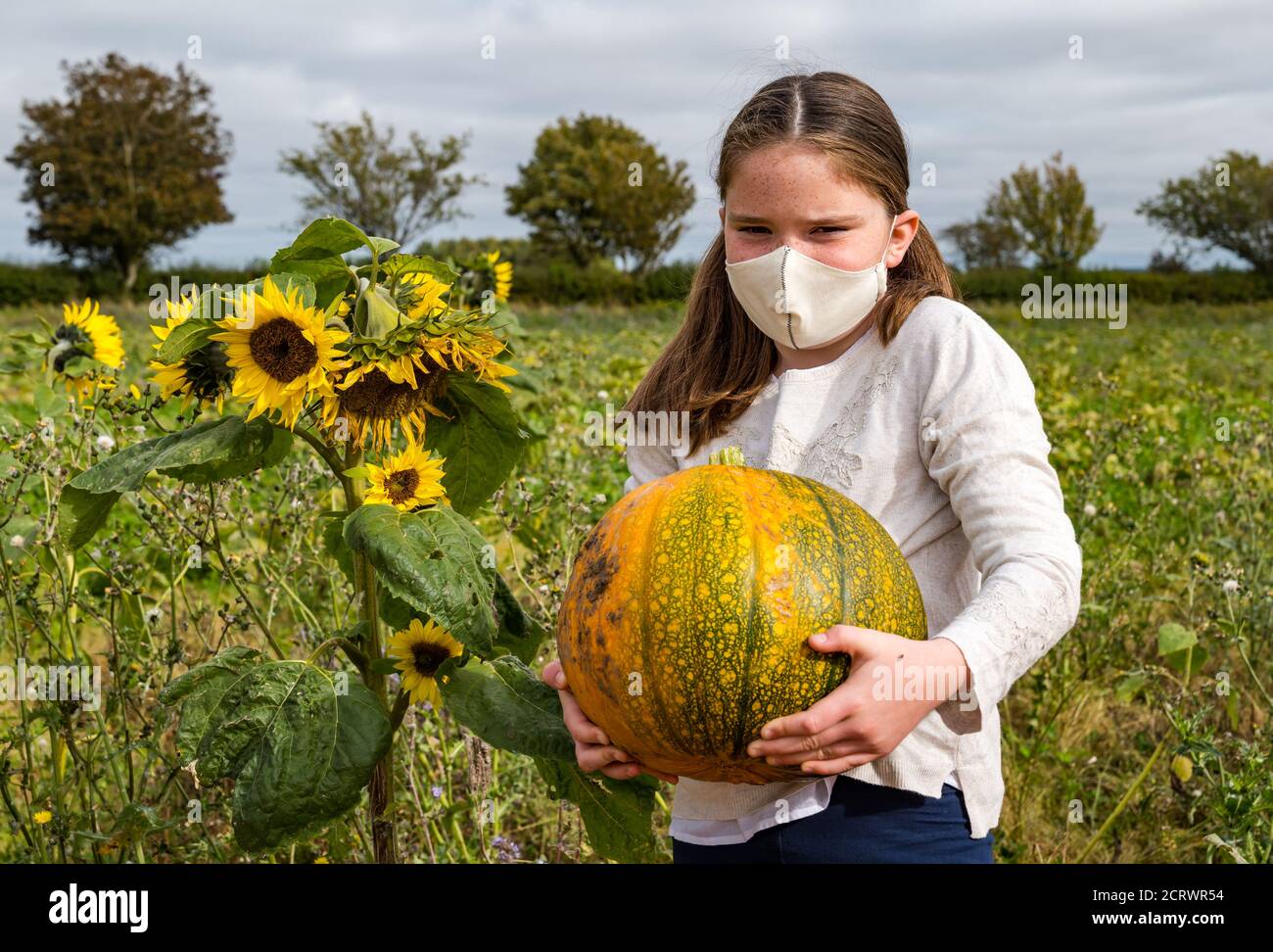 Kilduff Farm, East Lothian, Scotland, United Kingdom, 20th September 2020. Pumpkin Patch: Maisie Calder (11 years old), wearing an appropriate pumpkin face mask, gets ready for visitors to their pumpkin patch which opens on October 16th with 2 hour bookable slots. The farm is growing Halloween and culinary pumpkins such as the Jill Be Little ones shown here. Louisa wears a face mask while holding a large Halloween pumpkin next to the pumpkin field Stock Photo