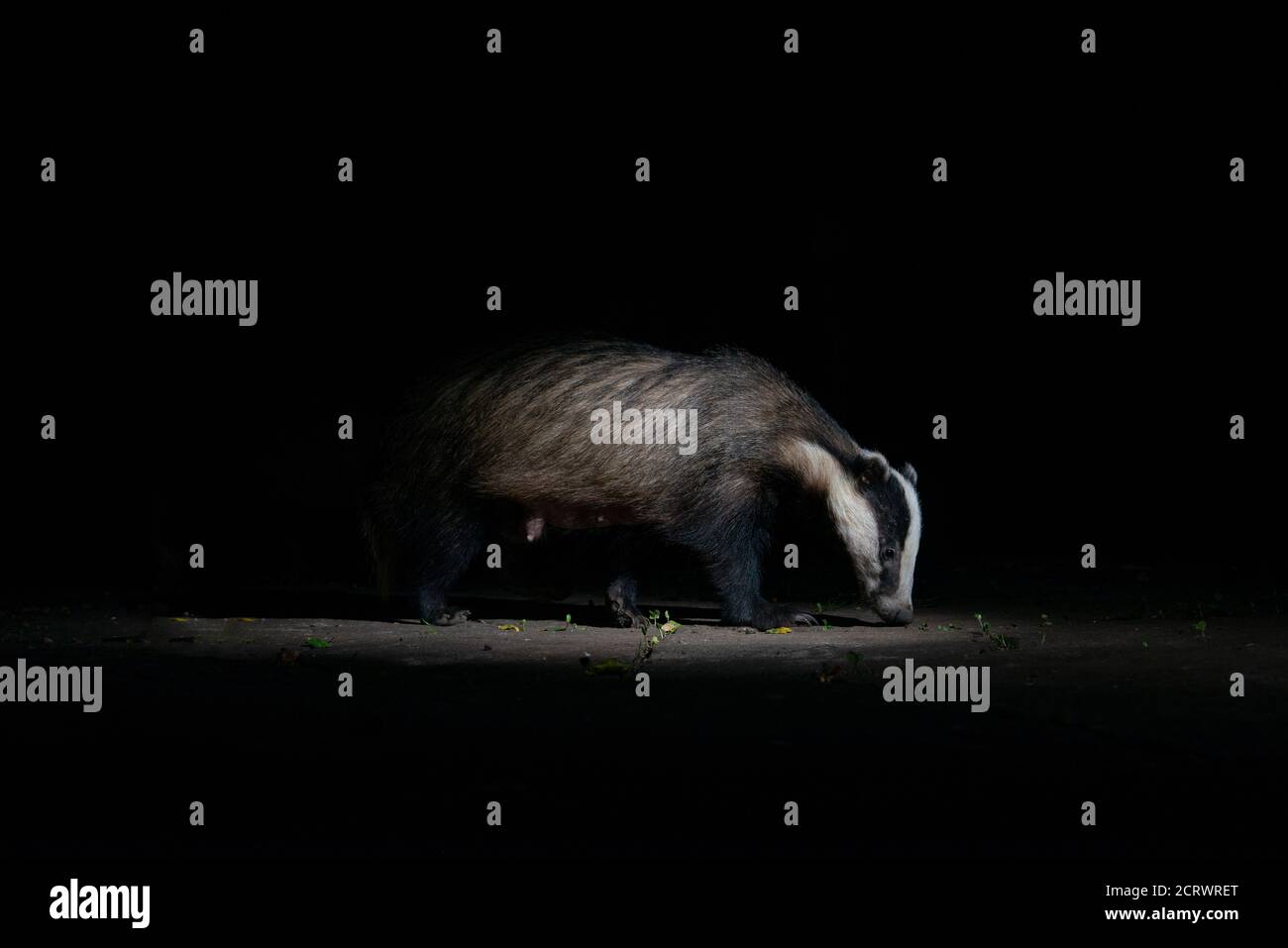 Badger, lactating sow,  in the dark looking for food at night Stock Photo