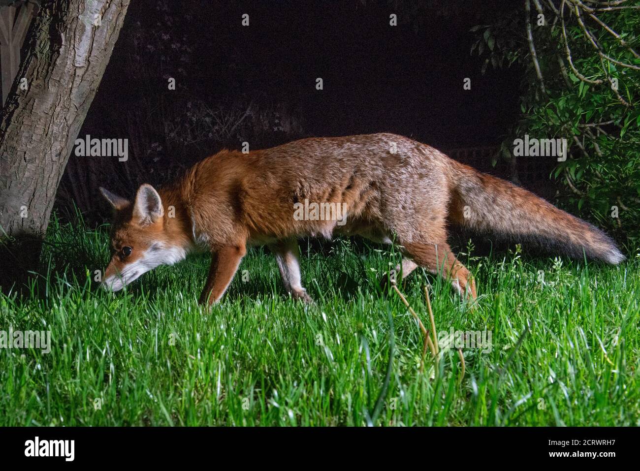 Fox at night, vixen in search of food walking to the left sniffing the grass Stock Photo