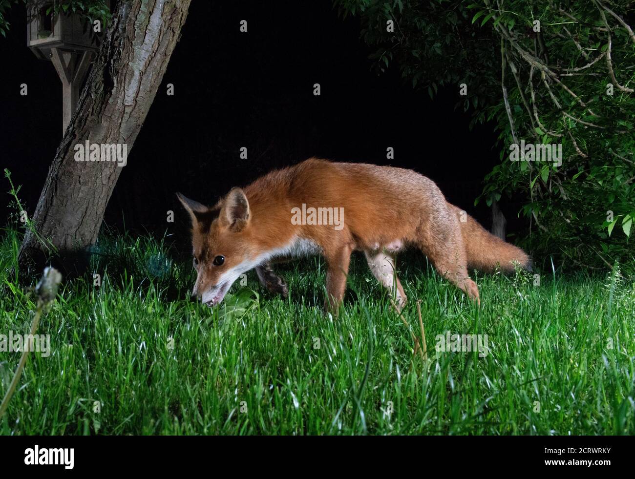 Fox at night, vixen in search of food walking to the left sniffing the grass Stock Photo